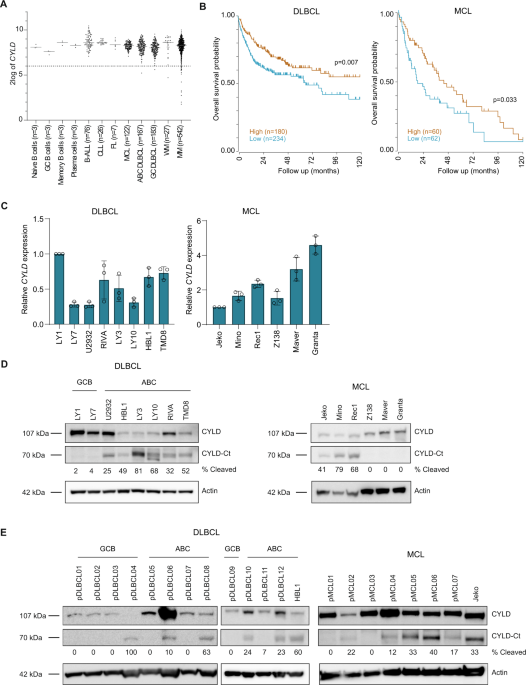 MALT1-dependent cleavage of CYLD promotes NF-κB signaling and growth of aggressive B-cell receptor-dependent lymphomas - Blood Cancer Journal
