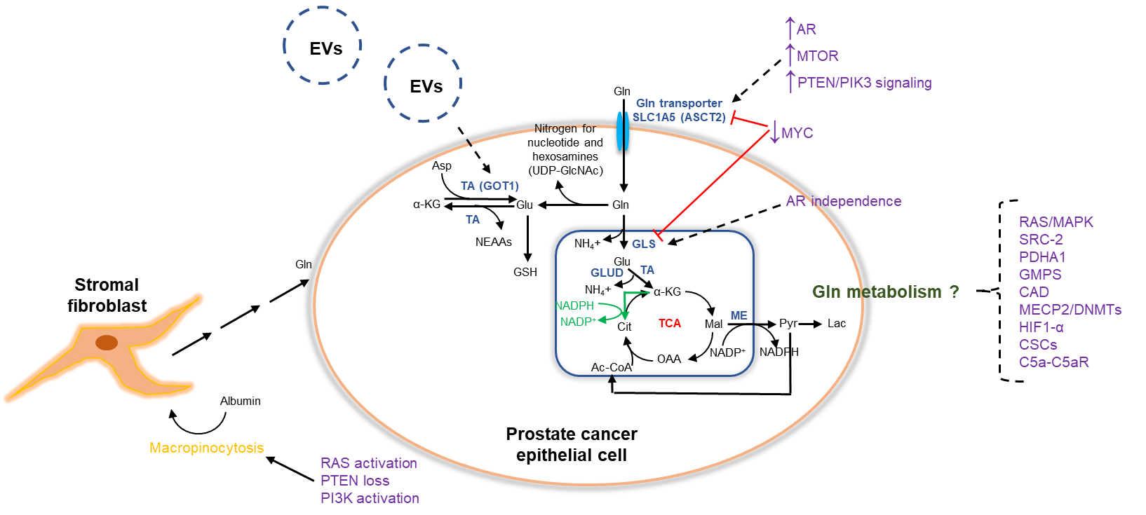 Targeting Glutamine Metabolism in Prostate Cancer Targeting Glutamine Metabolism in Prostate Cancer